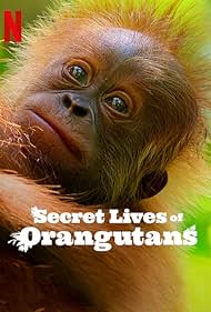 Secret Lives of Orangutans 2024 Hindi Dubbed English 480p 720p 1080p Filmy4WEB